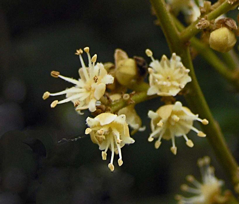 cultivo flor de lichi