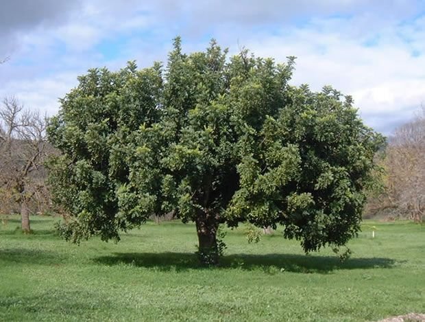 cultivo de algarrobo