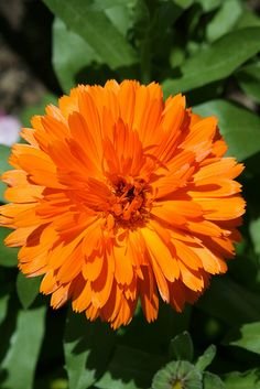 calendula