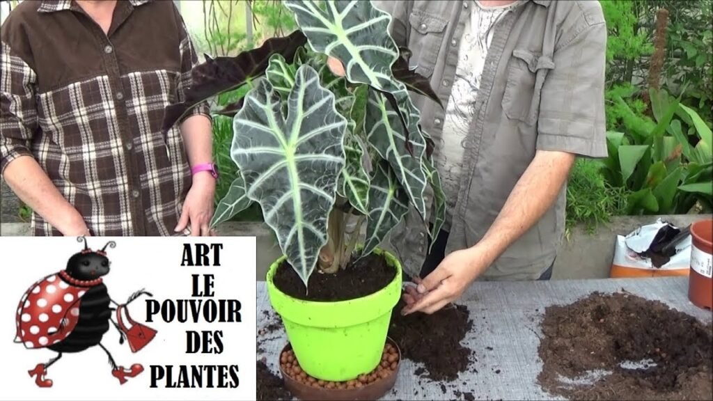 alocasia amazónica