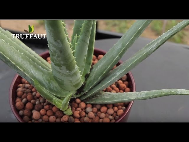 aloe vera planta