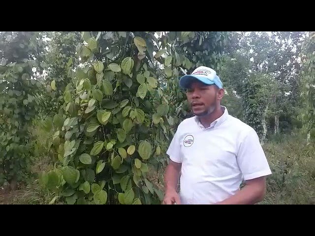 árboles de pimienta negra