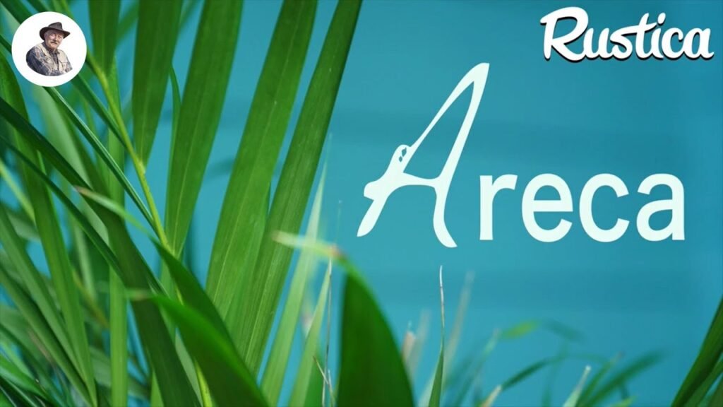 areca