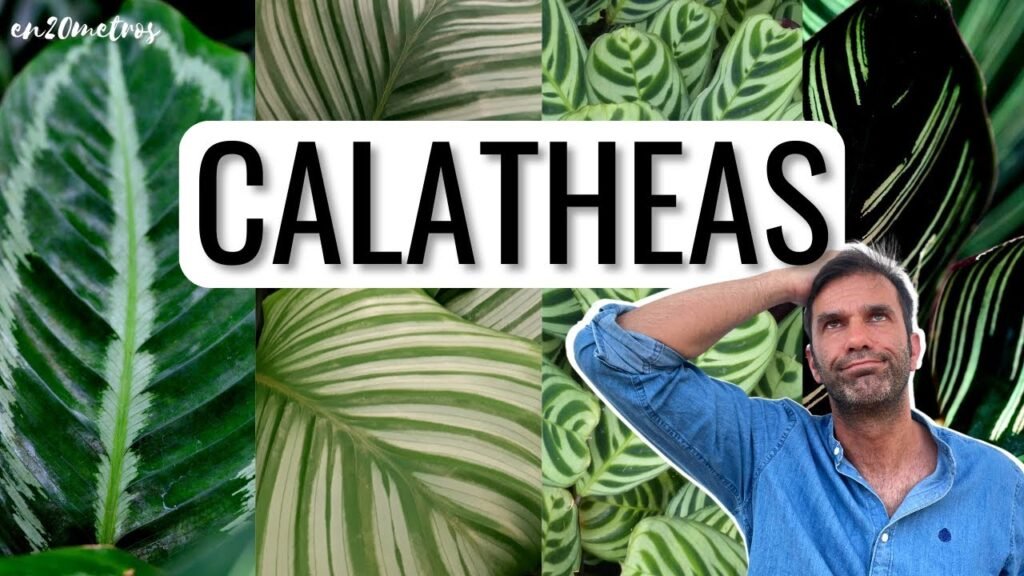 calathea cuidados