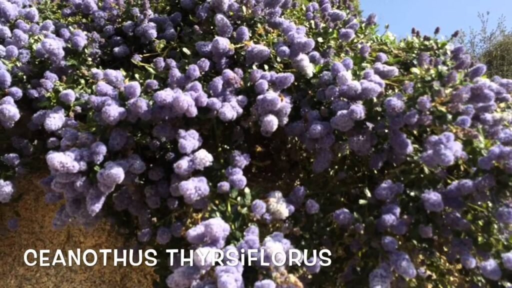 ceanothus thyrsiflorus