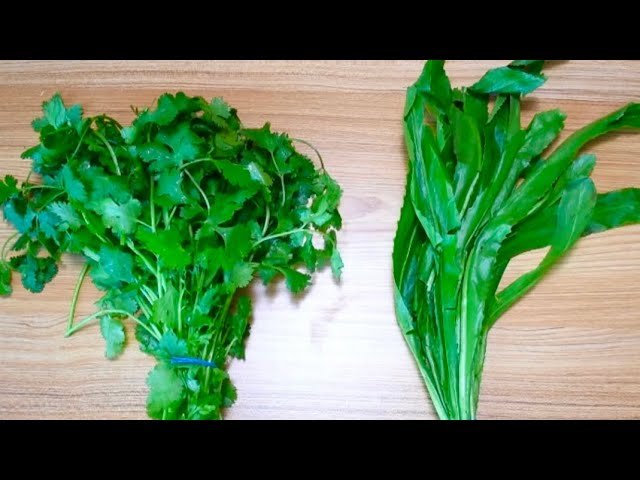 cilantro es igual que culantro