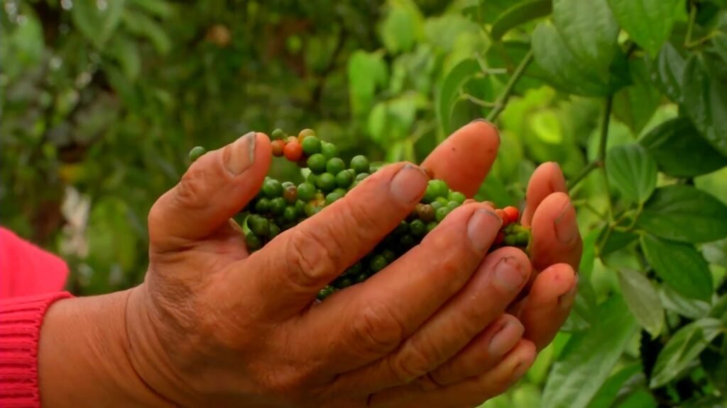 como es la planta de la pimienta