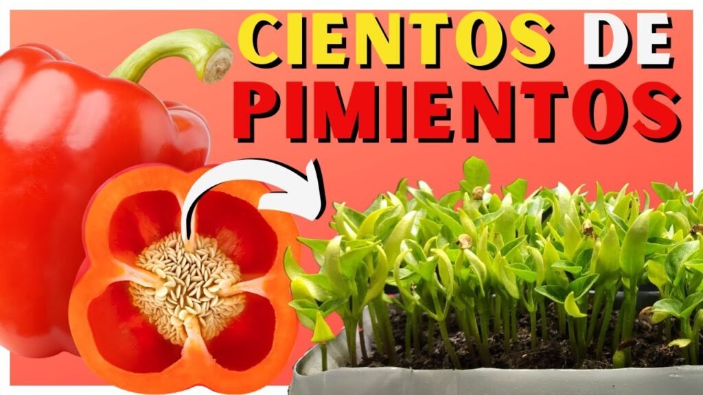 como sembrar semillas de pimiento verde