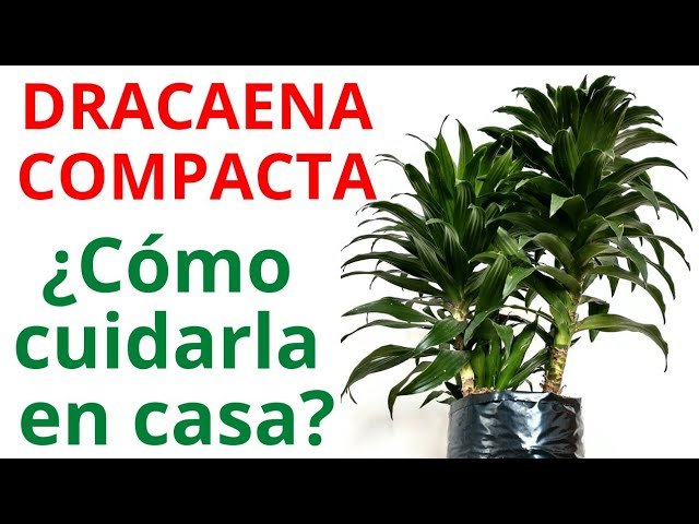 dracena compacta cuidados