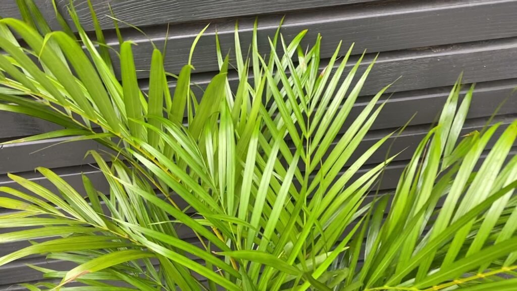 dypsis areca palm