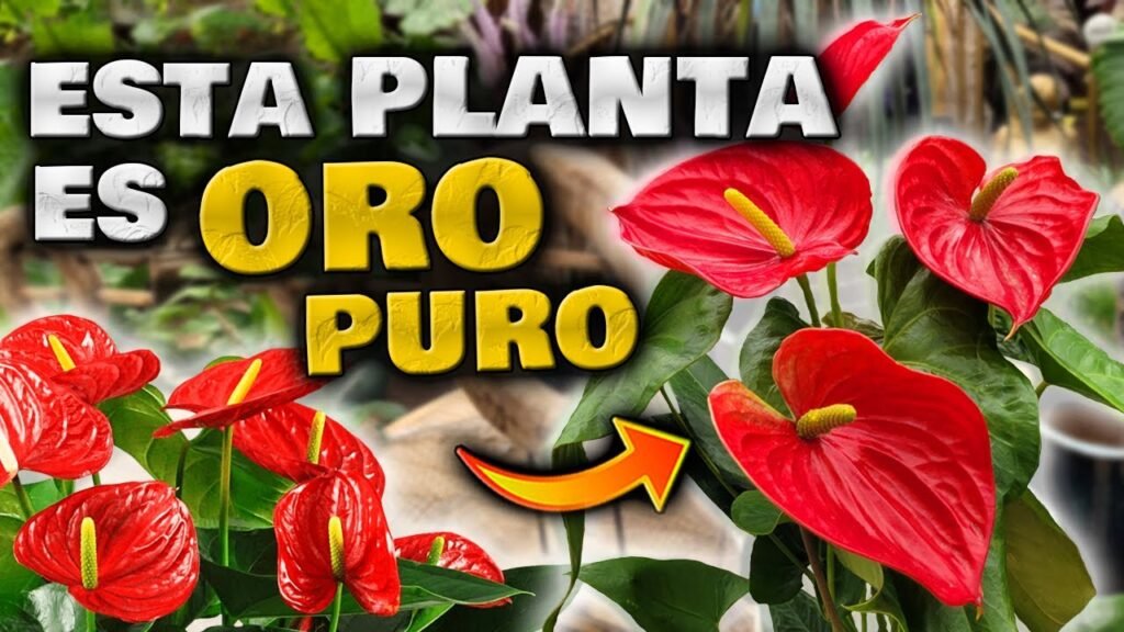 flor anturio