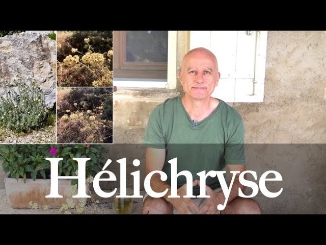 helichrysum