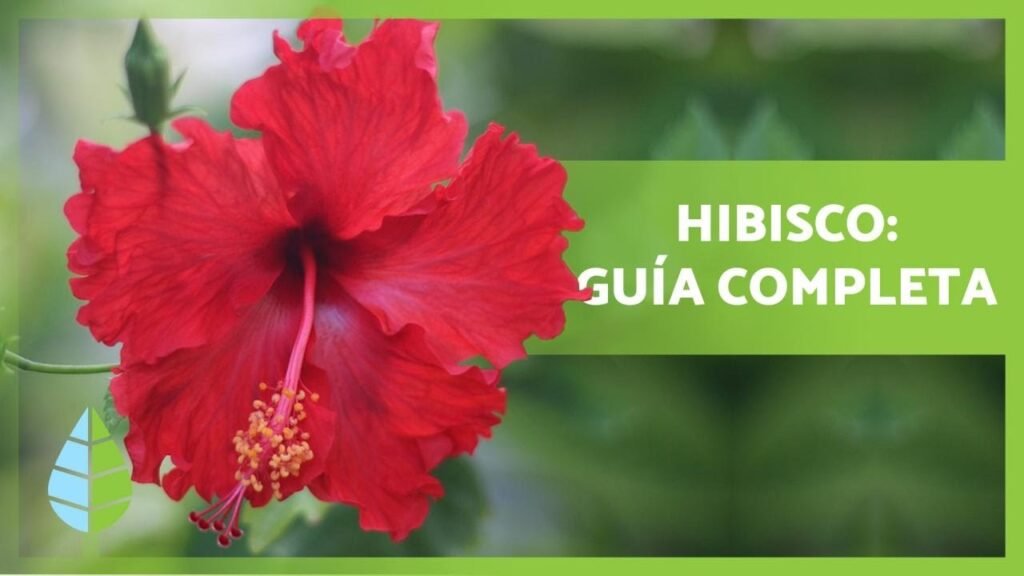 hibisco cuidados