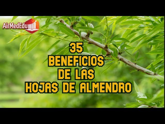 hojas de almendro