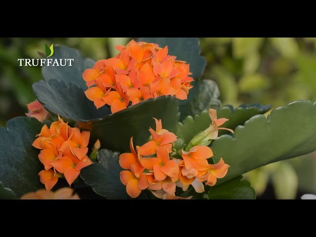 kalanchoe planta