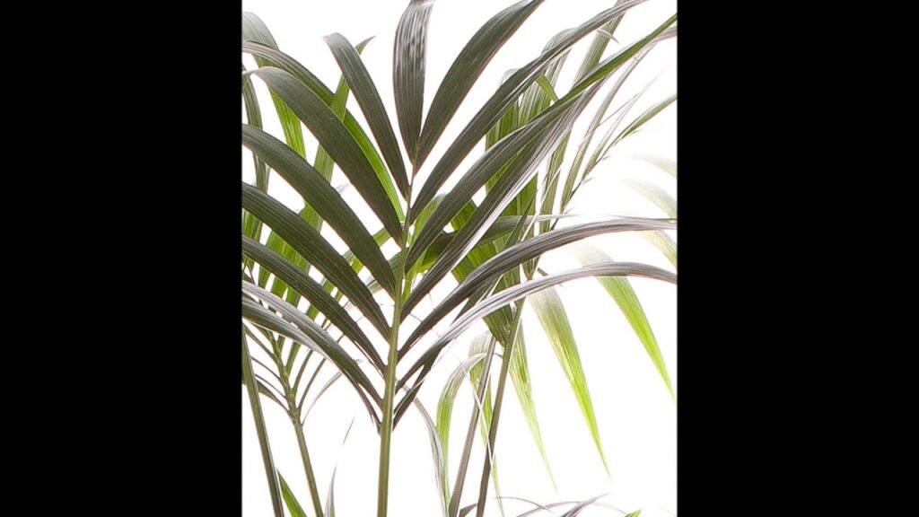 kentia palm