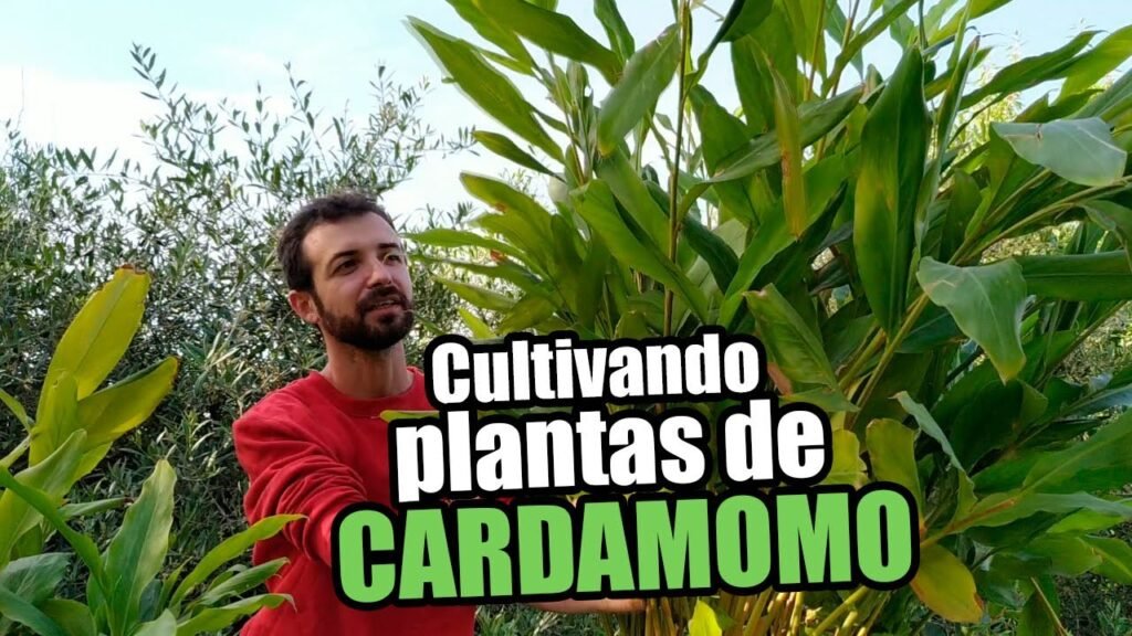 mata de cardamomo