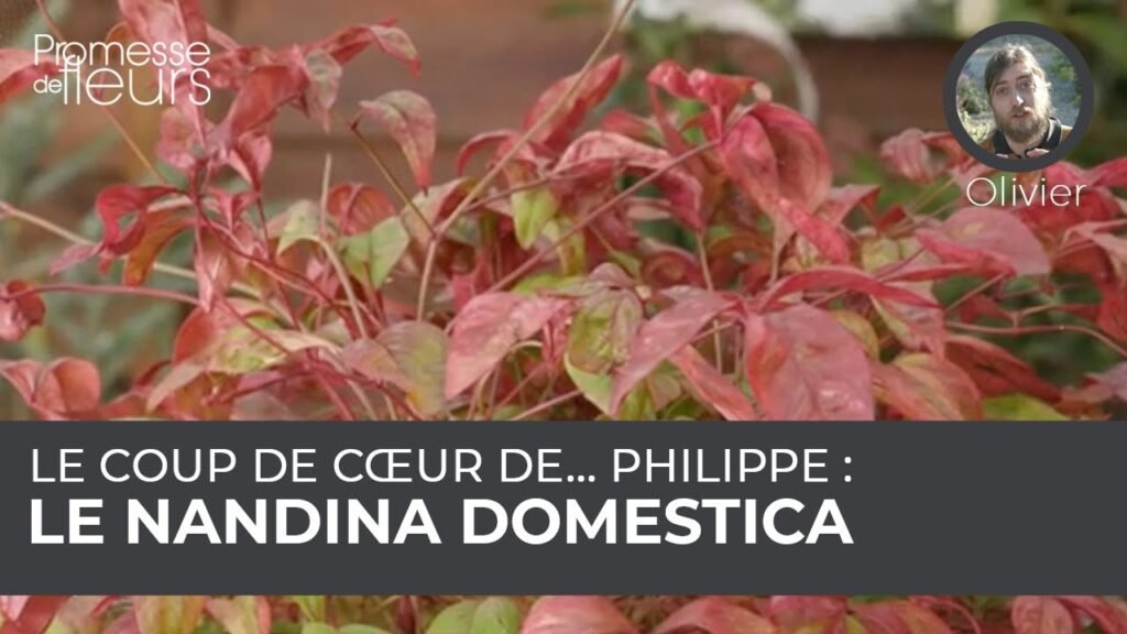 nandina domestica