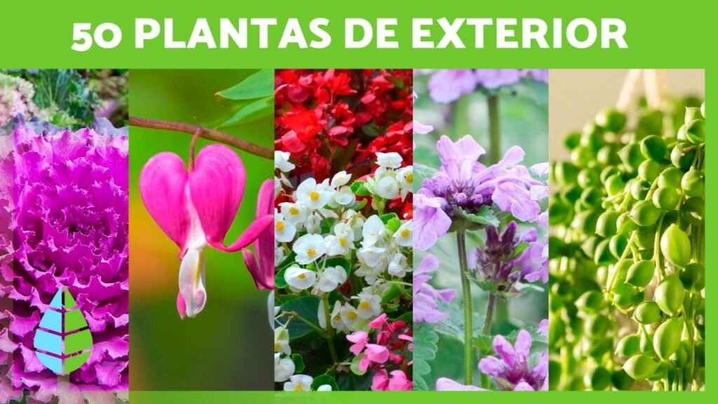 nombre de plantas exteriores