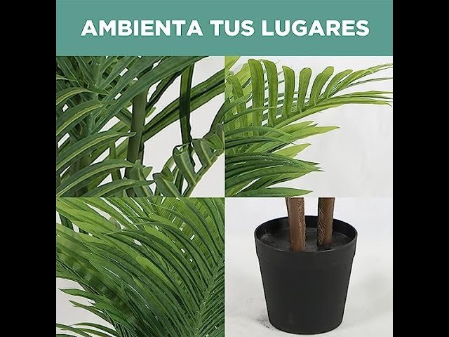 palmera areca