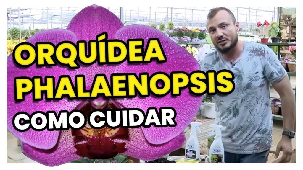 phalaenopsis como cuidar