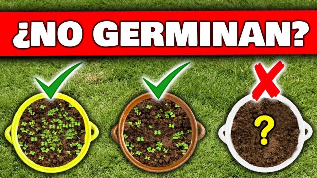 plantar semillas regar agua a maceta en germinación