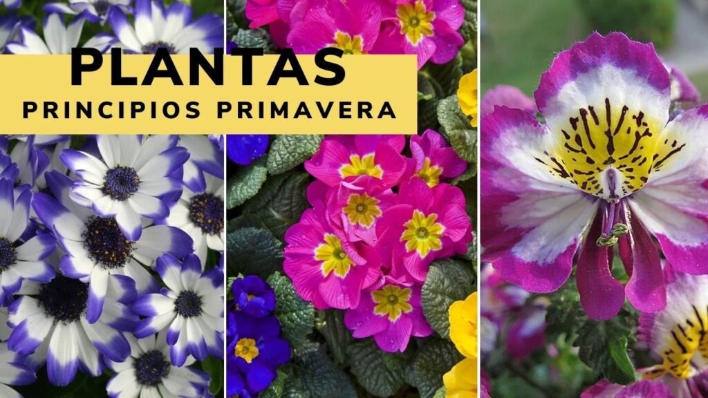 plantas de primavera