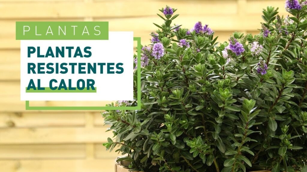 plantas de verano a pleno sol