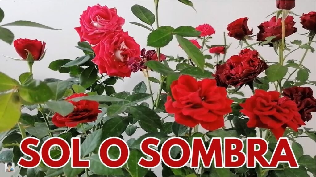 rosal mini sol o sombra