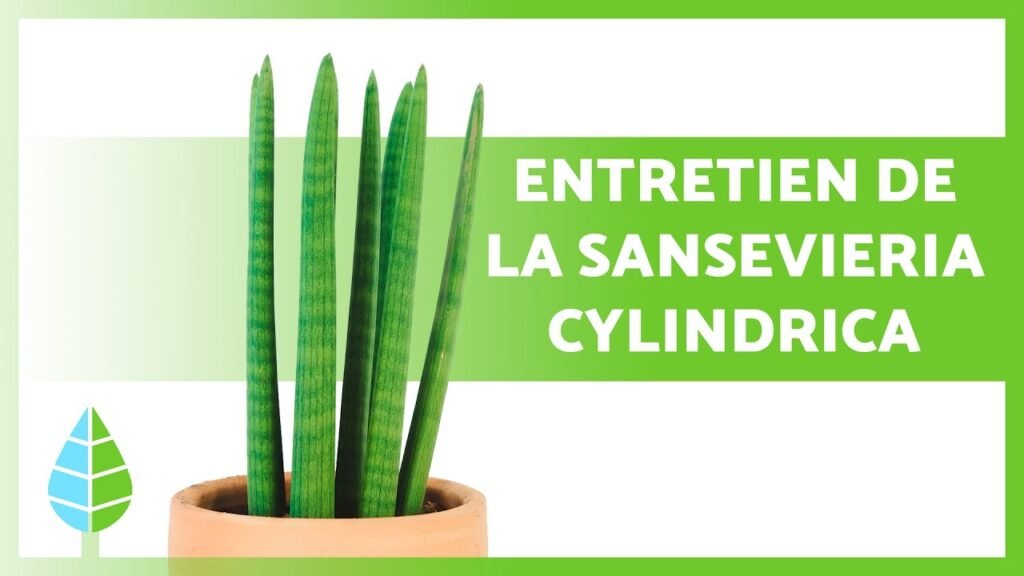 sansevieria cylindrica